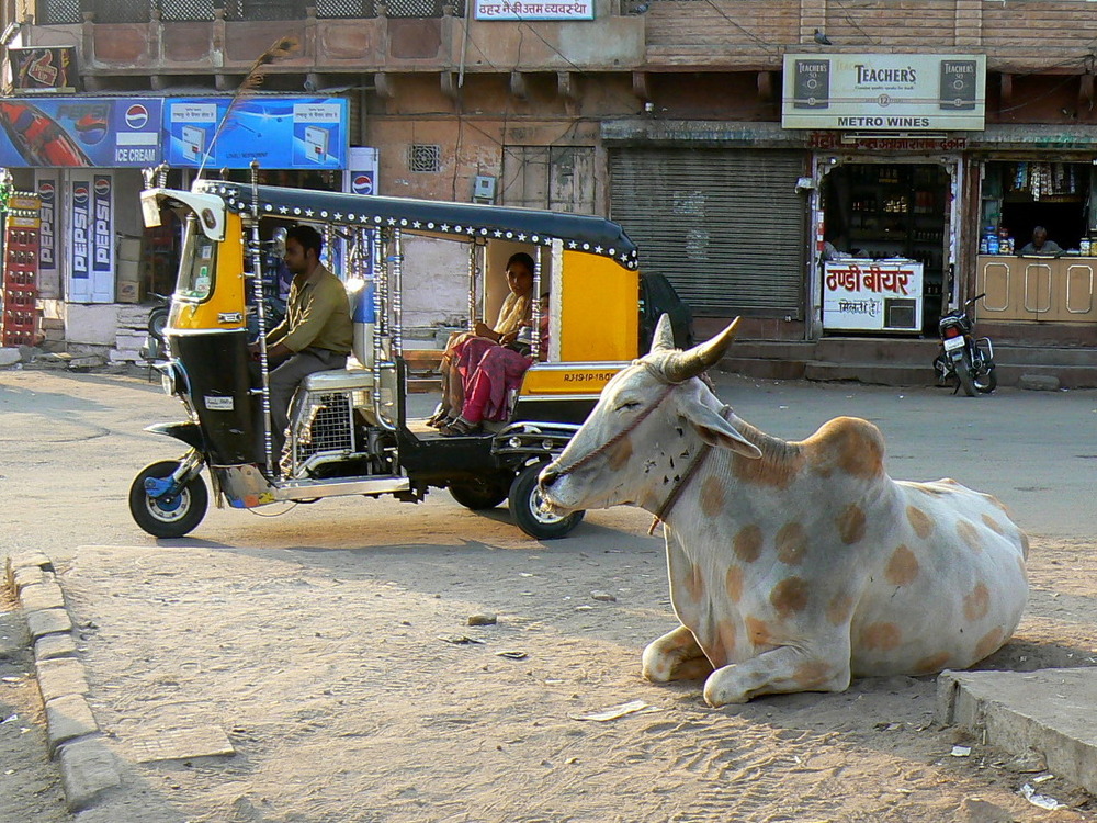 Vache Holi .