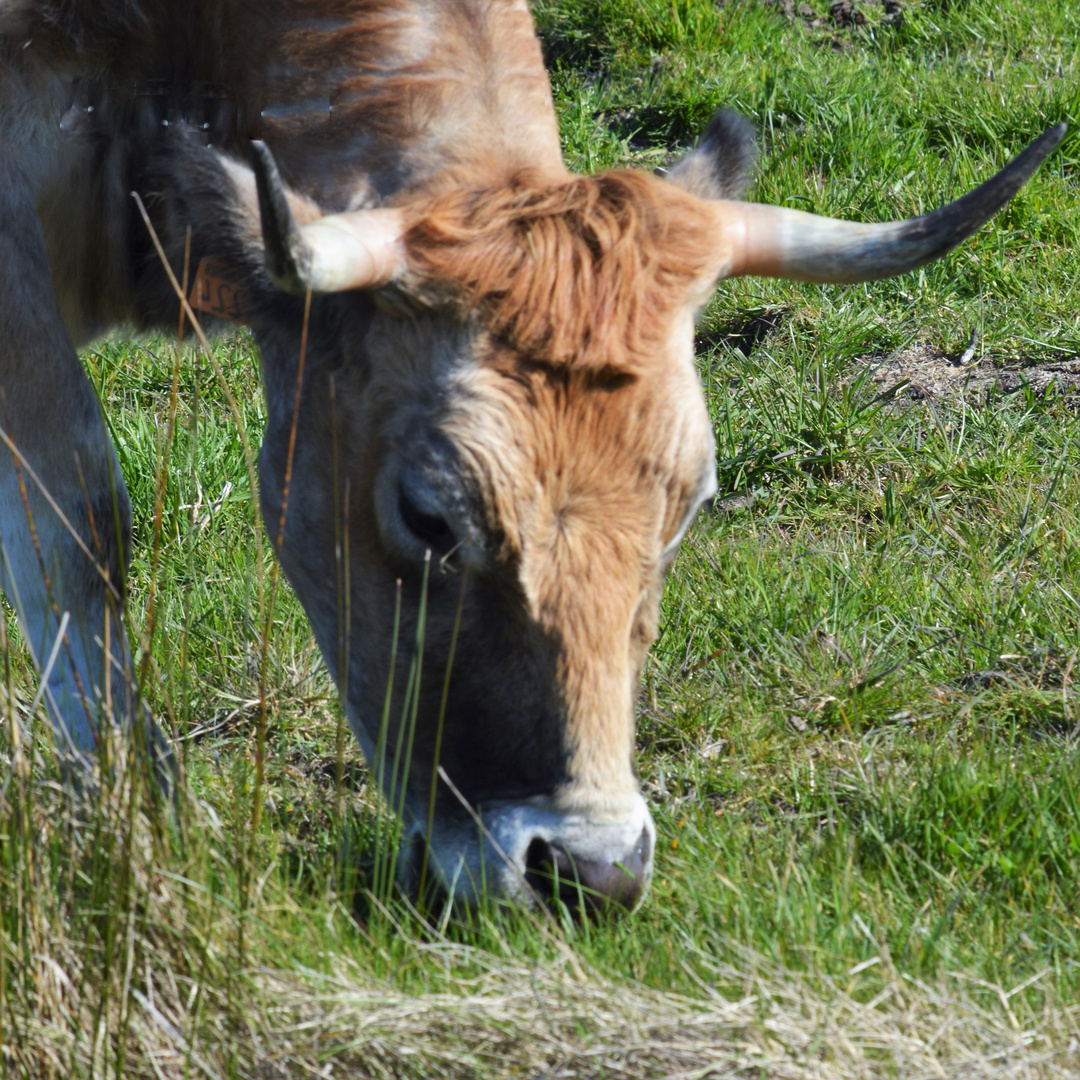 Vache maraichine