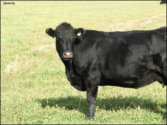 Vache noire