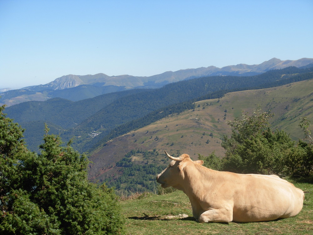 Vache qui médite !