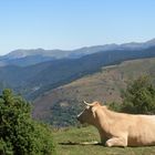 Vache qui médite !