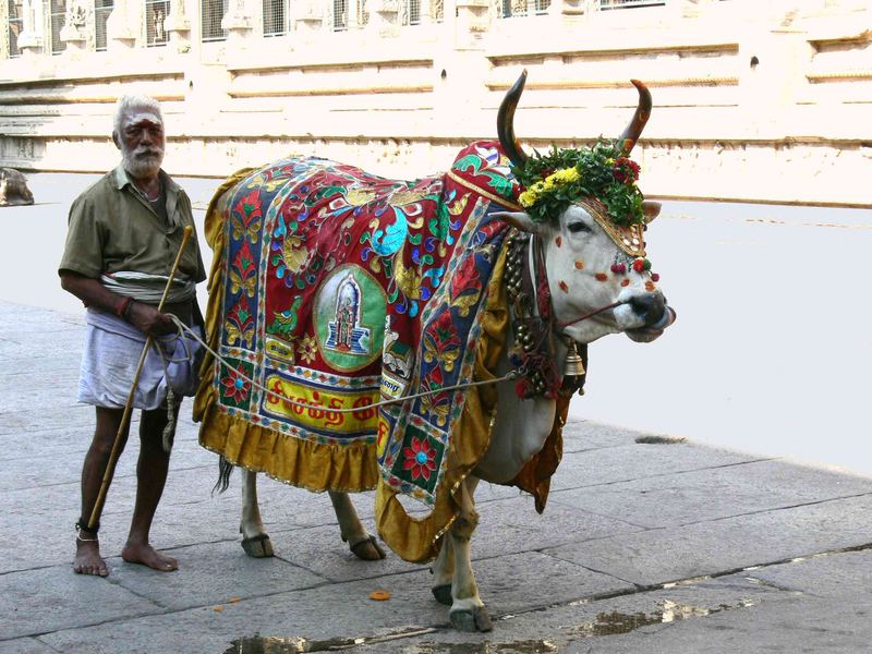 Vache sacrée ... / Holy cow ...