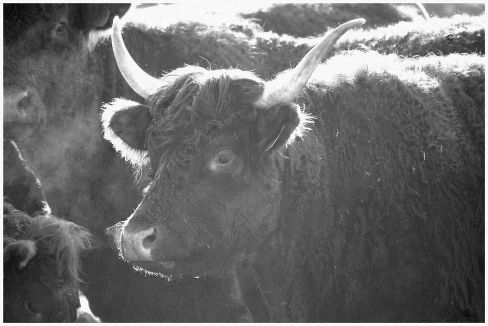 Vache Salers de Laufree 