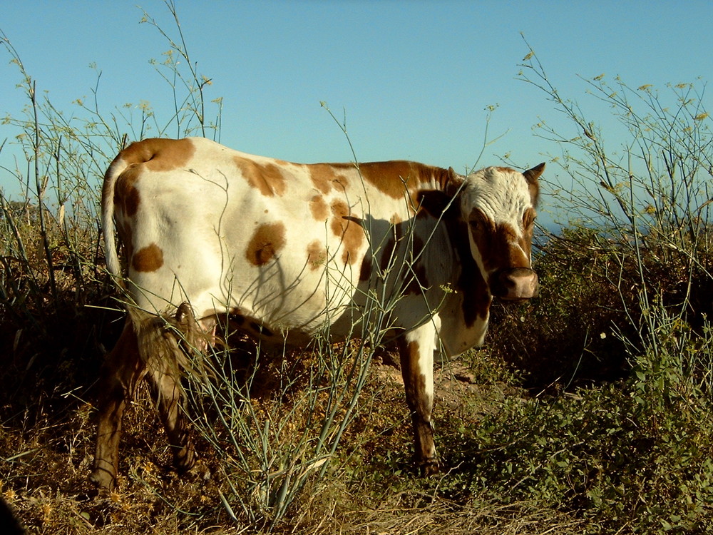 Vache sauvage de Corse