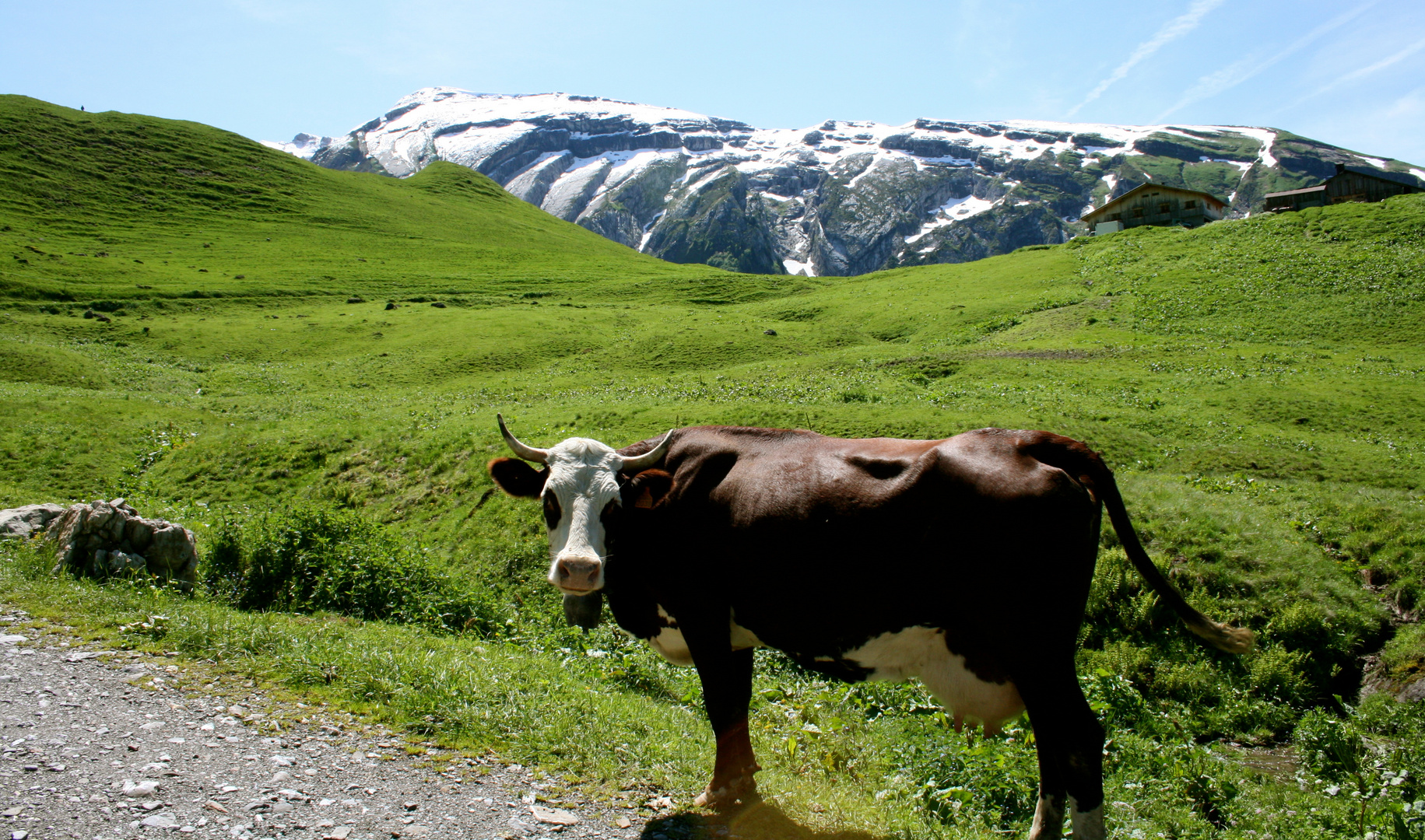 vache sur les Alpages - Haute Savoie Lac "des mines d'or"