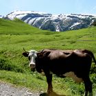 vache sur les Alpages - Haute Savoie Lac "des mines d'or"