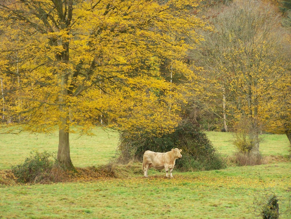 vache tranquille