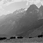 Vaches à l'alpage, col de Balme