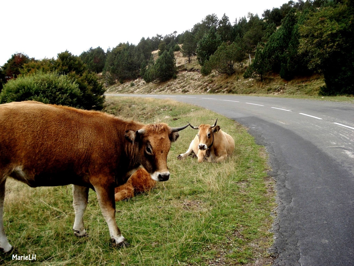 Vaches Abrac en liberté