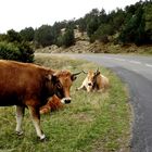 Vaches Abrac en liberté