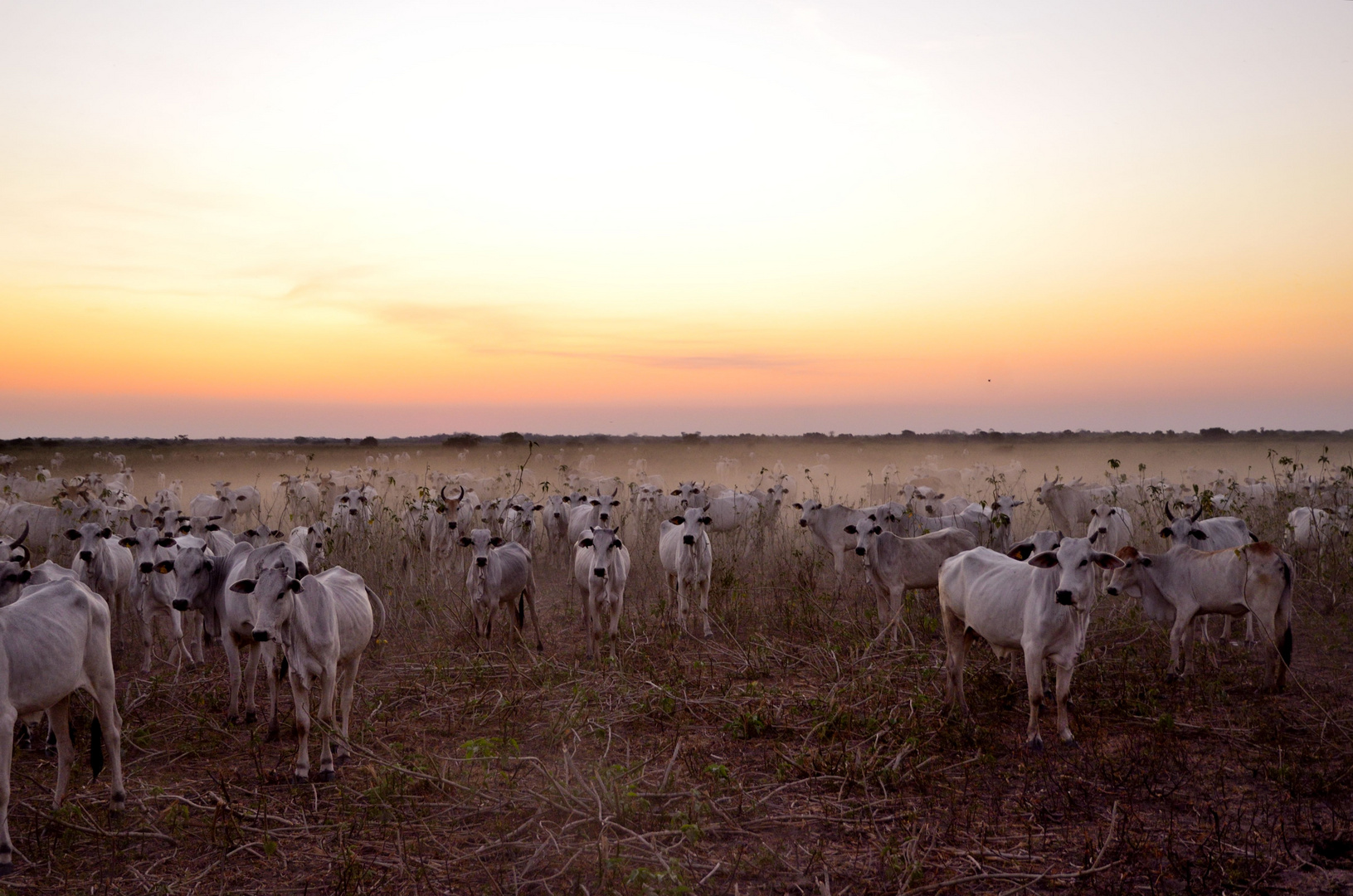 vaches au crépuscule