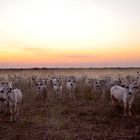 vaches au crépuscule