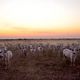 vaches au crpuscule