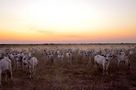 vaches au crépuscule de gppgg 