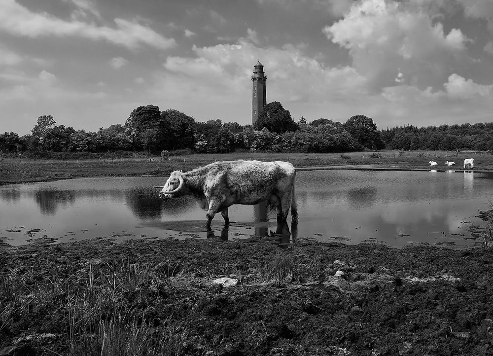 Vaches au phare