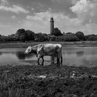 Vaches au phare