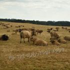 Vaches AUBRAC