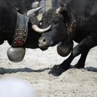 vaches aux combat race d hereins valais suisse