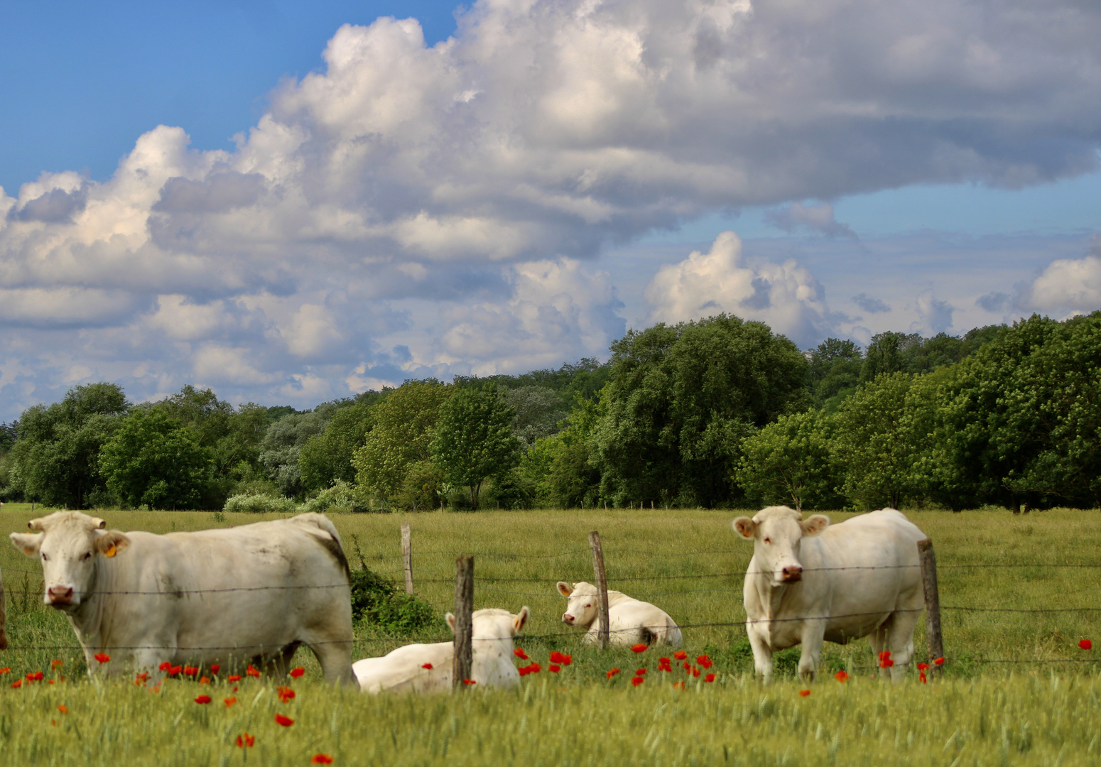 ..vaches charolaises !!!..