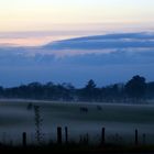 vaches dans la brume