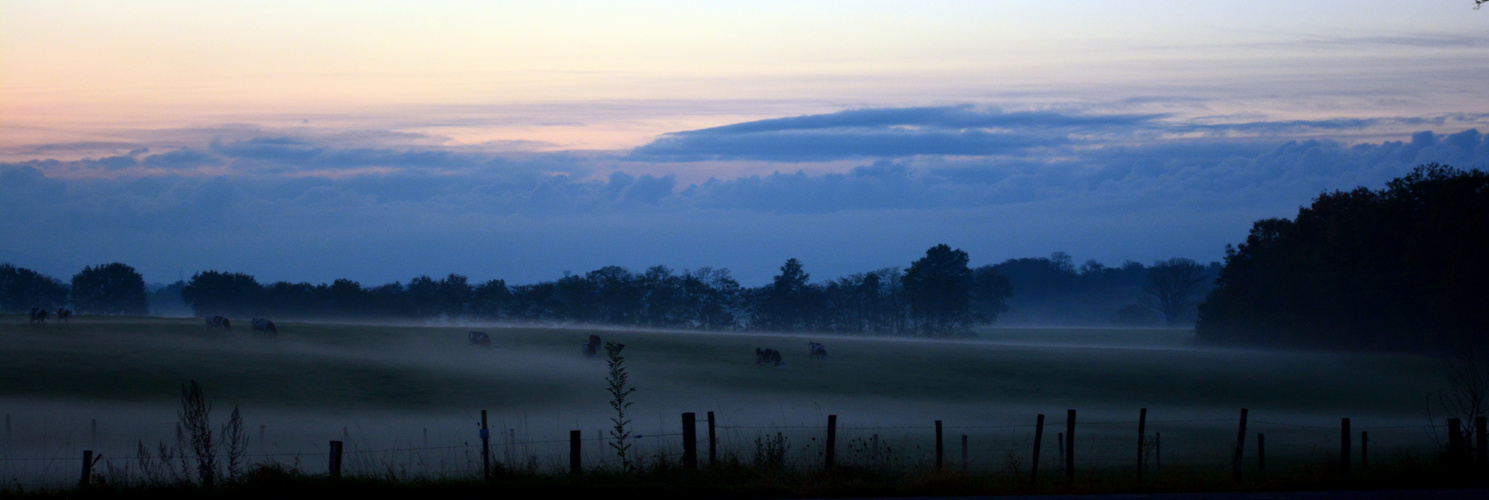 vaches dans la brume