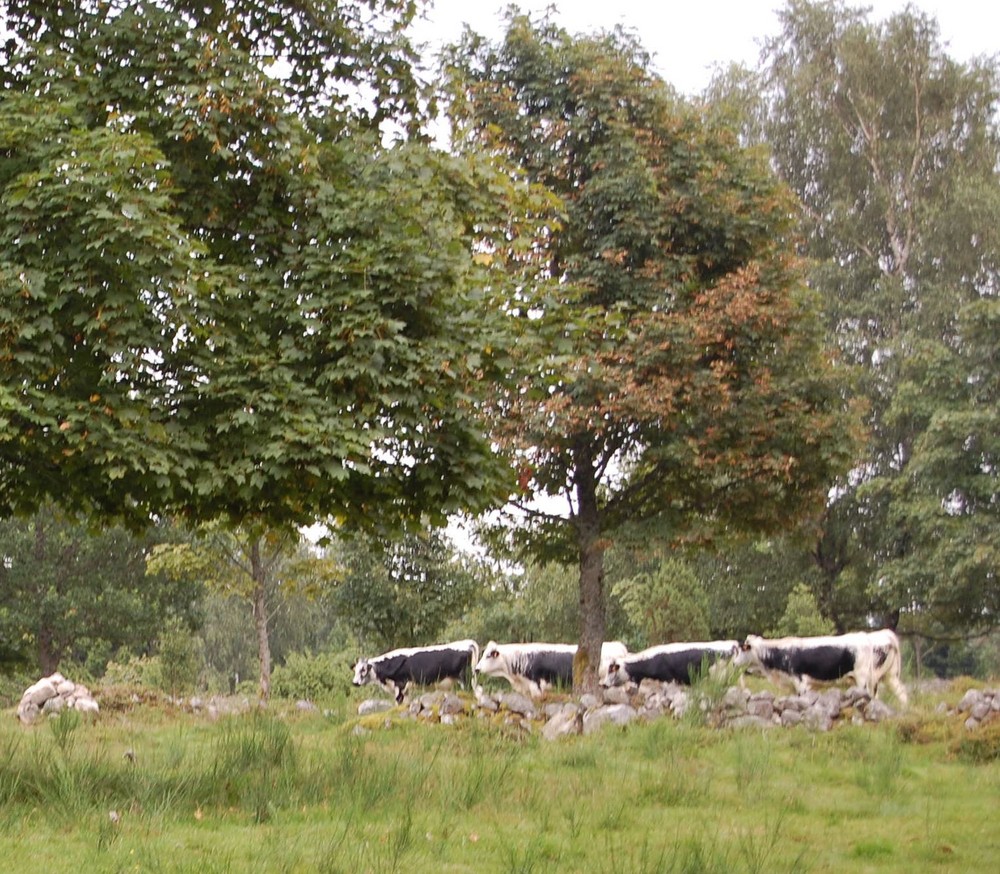 Vaches des Vosges