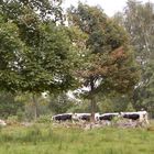 Vaches des Vosges