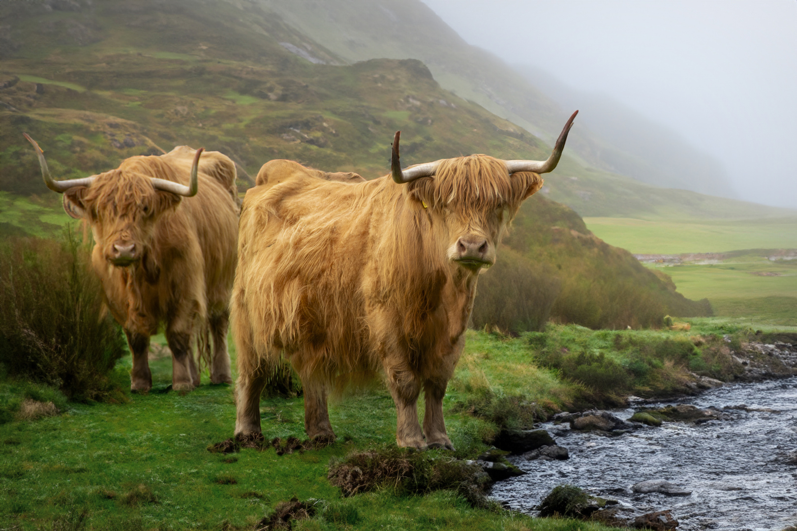 vaches écossaises