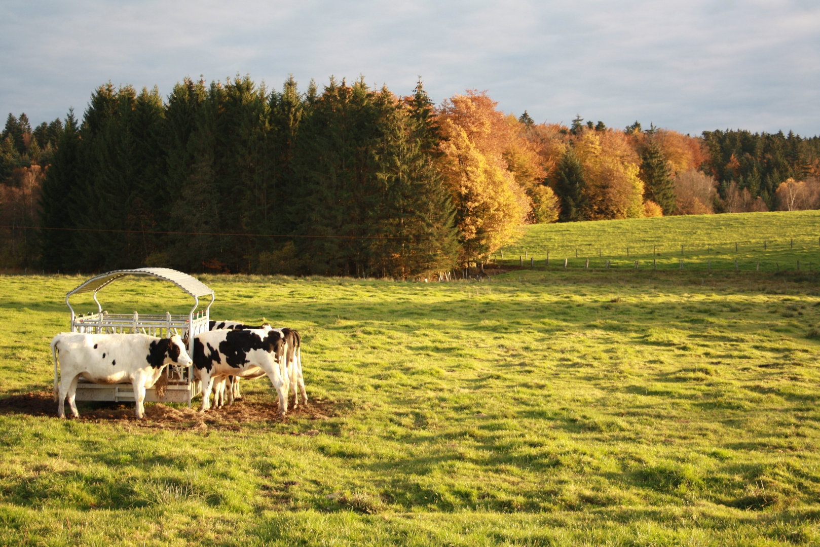 vaches en automne