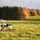 vaches en automne