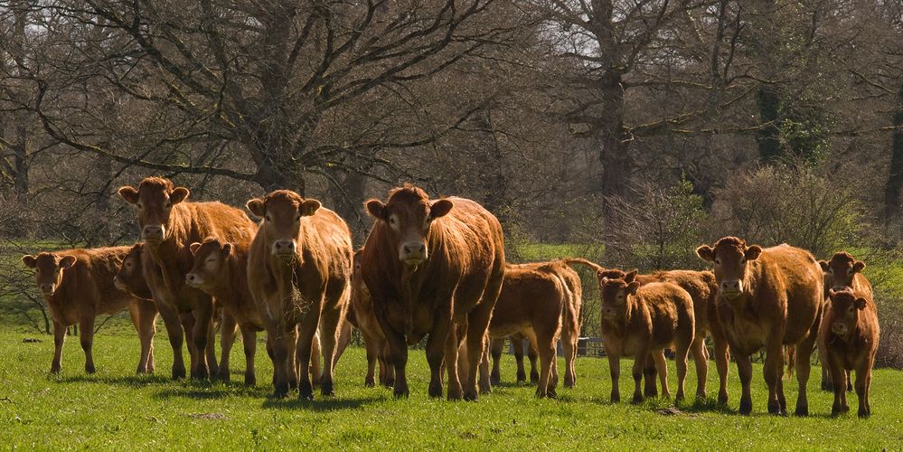 vaches limousines au pré photo et image | paysages, paysages de