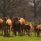 vaches limousines au pré