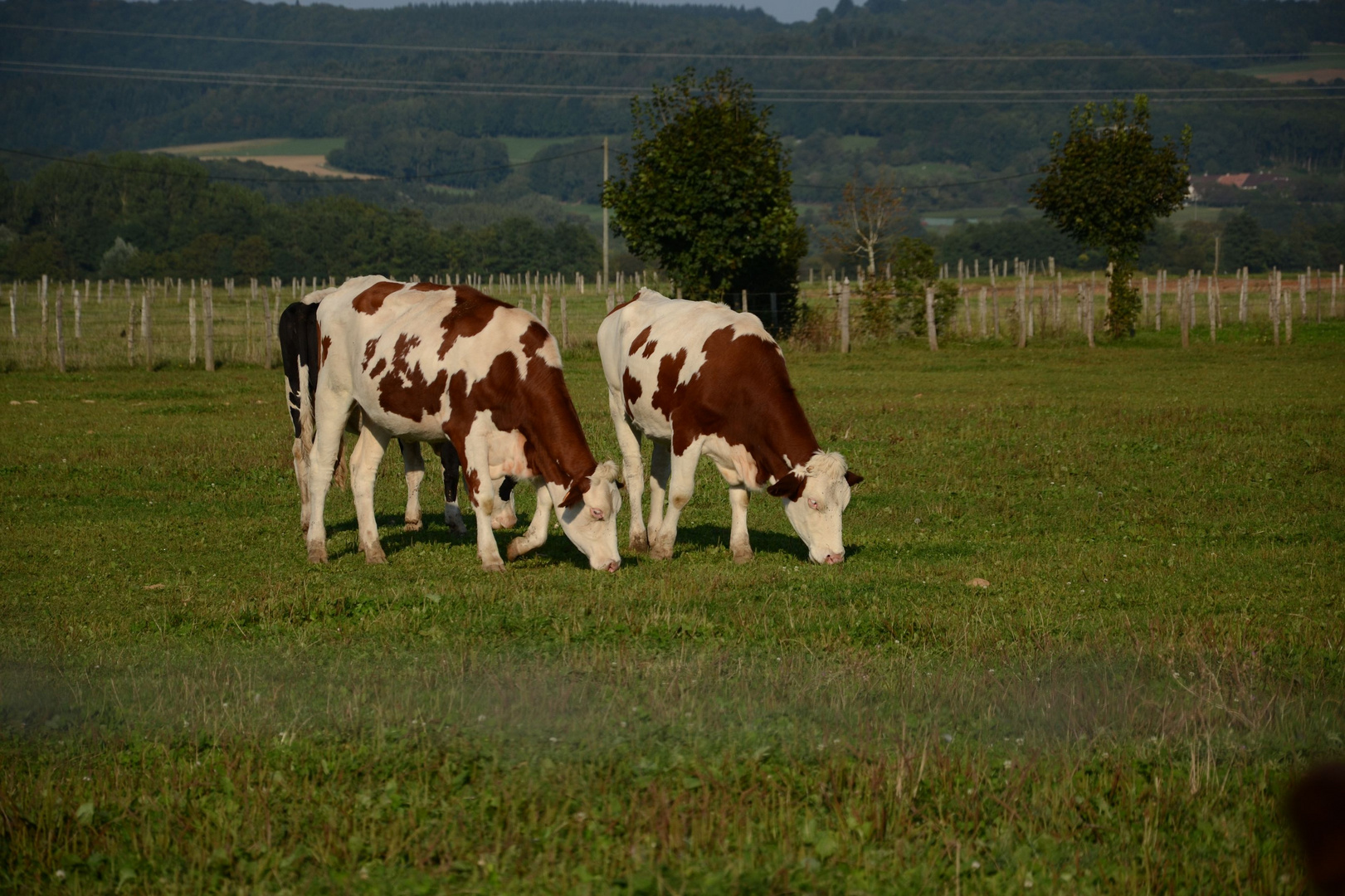 Vaches montbéliardes