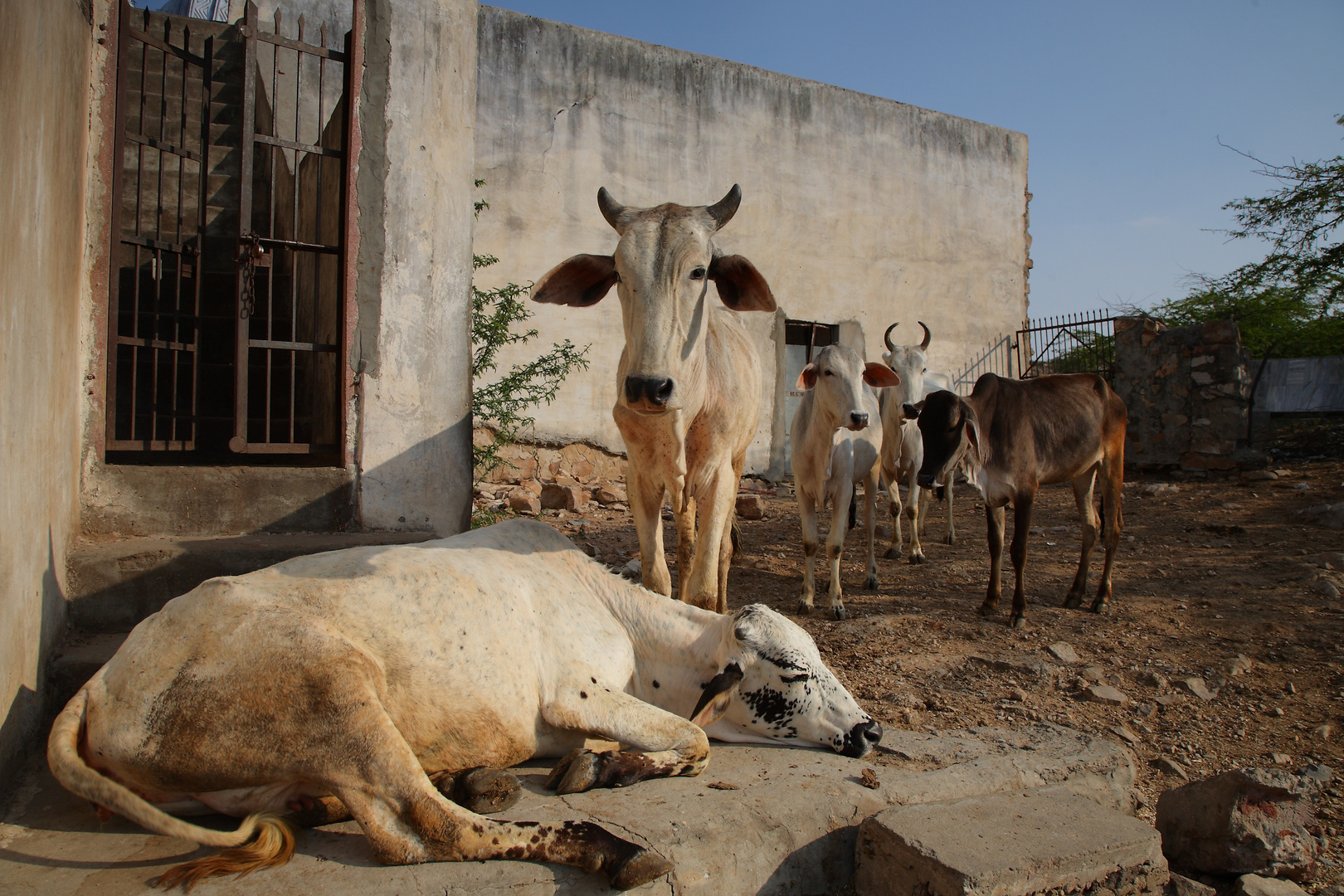 Vaches sacrées, Rajasthan