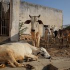 Vaches sacrées, Rajasthan