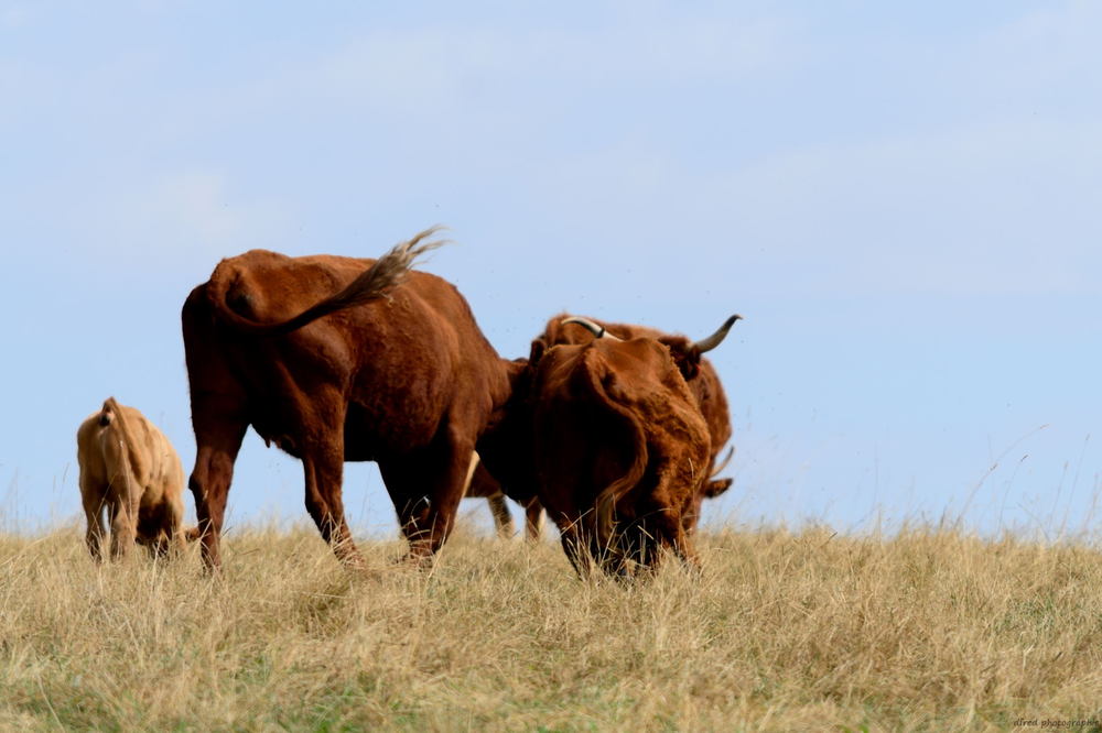 vaches salers