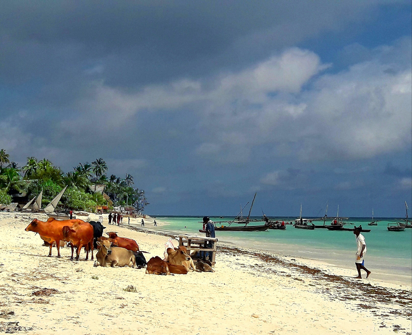 Vaches sur la plage