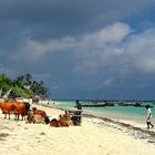 Vaches sur la plage