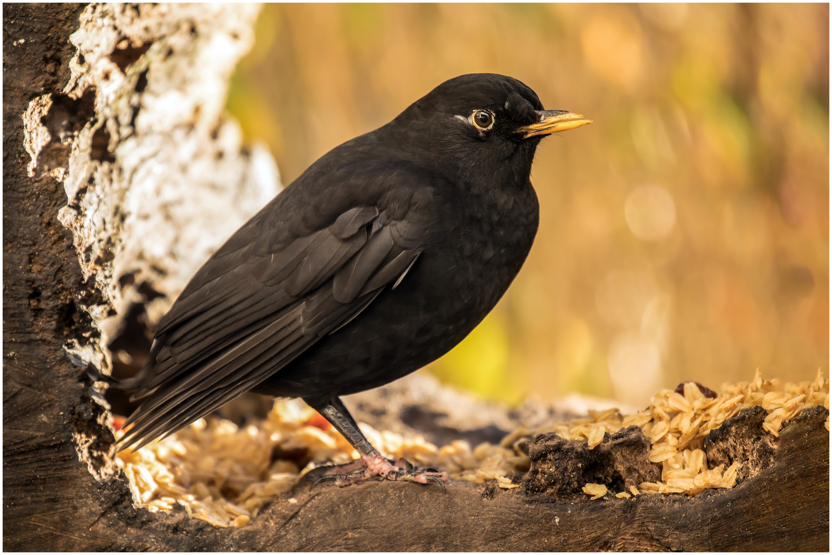 Vadder Amsel in der der Baumscheibe