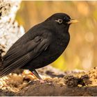 Vadder Amsel in der der Baumscheibe