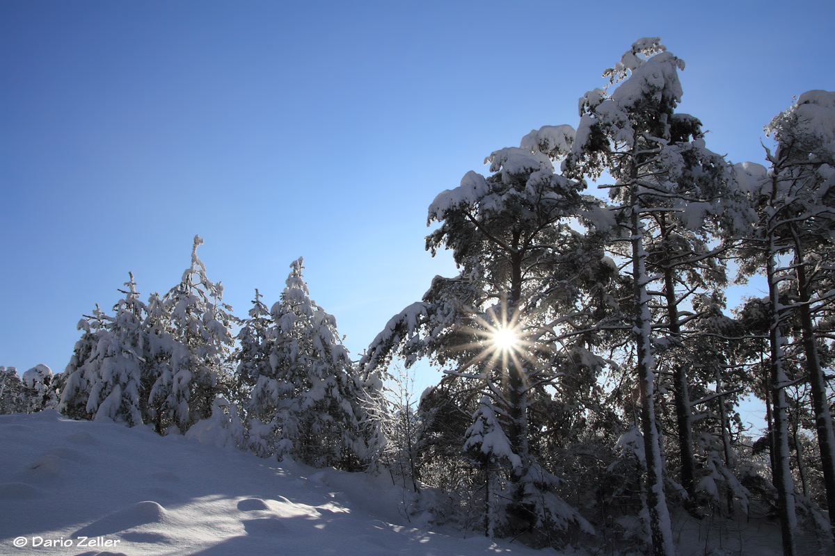 Vaduzer Wald