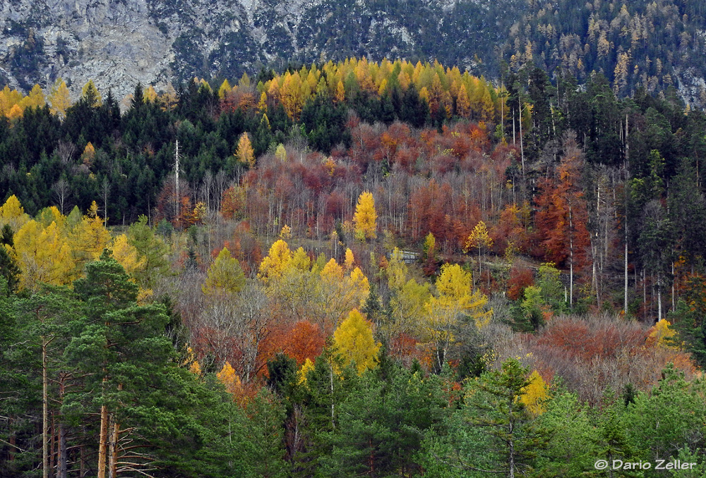 Vaduzer Wald im Herbskleid