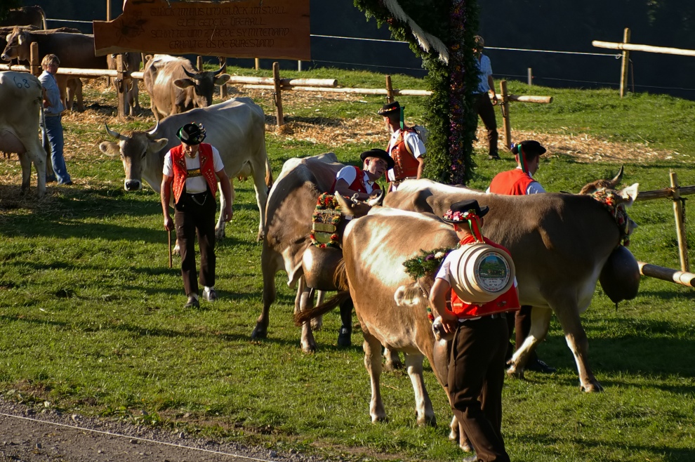 Vähschau 2009 - Abtrieb