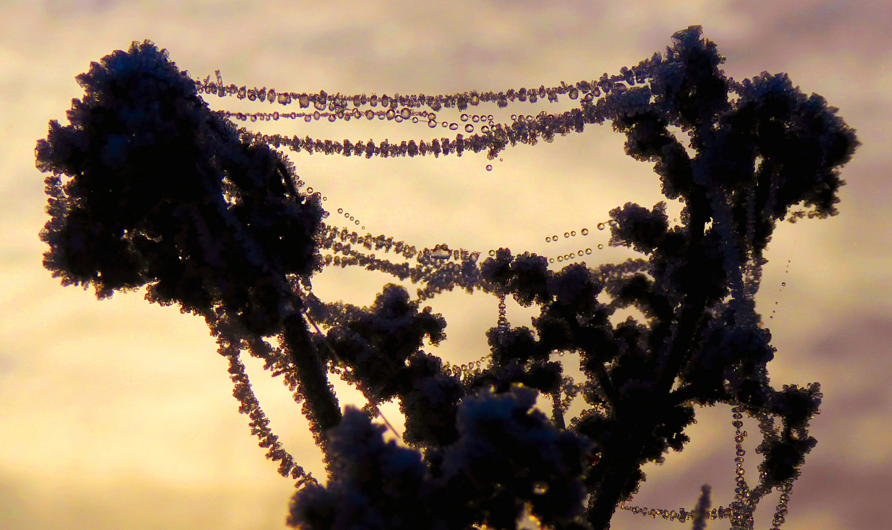 Väterchen Frost Foto & Bild stillleben, pflanzen, pilze & flechten