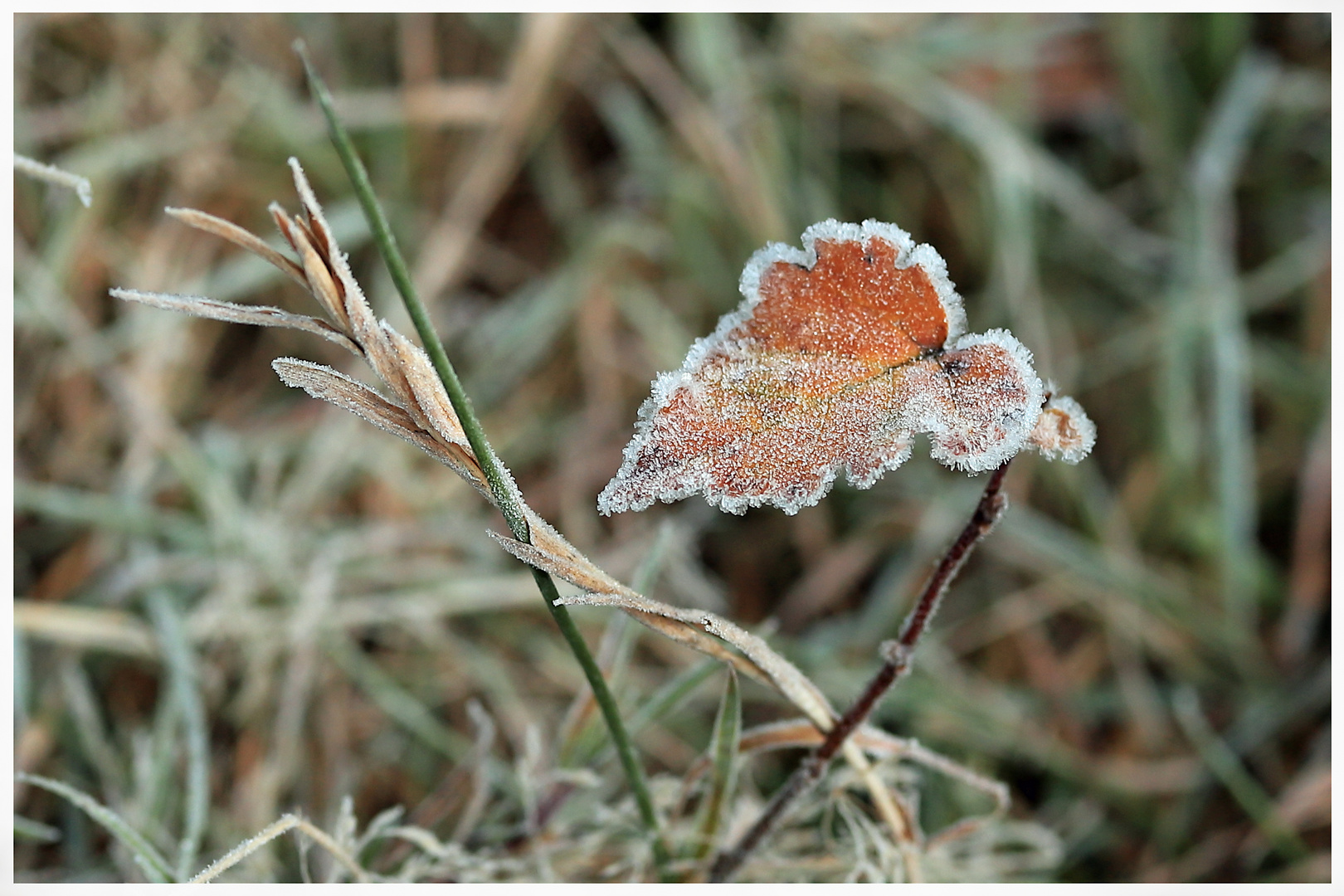 Väterchen Frost