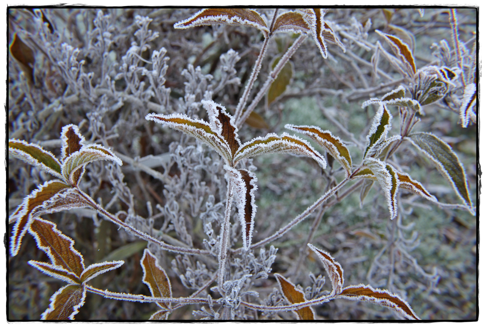 Väterchen FROST