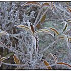 Väterchen FROST