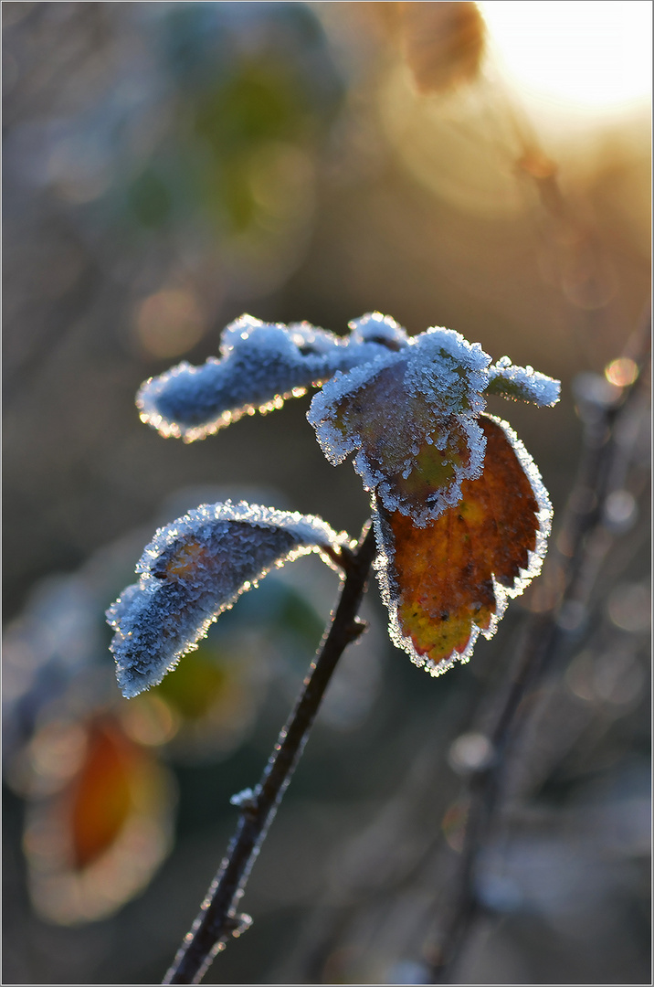 Väterchen Frost   . . .