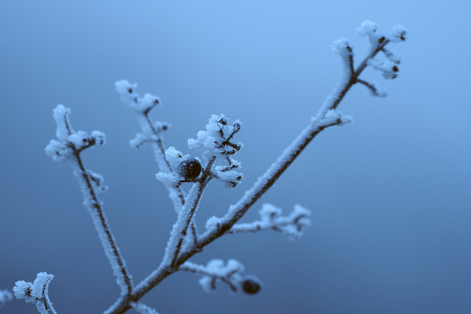 väterchen frost 2