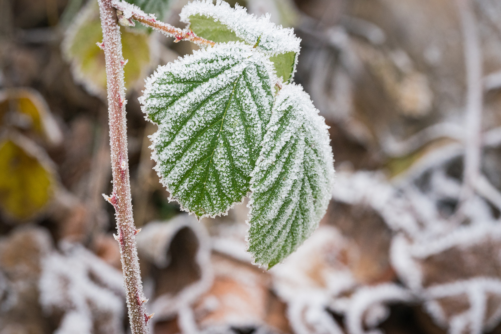 Väterchen Frost